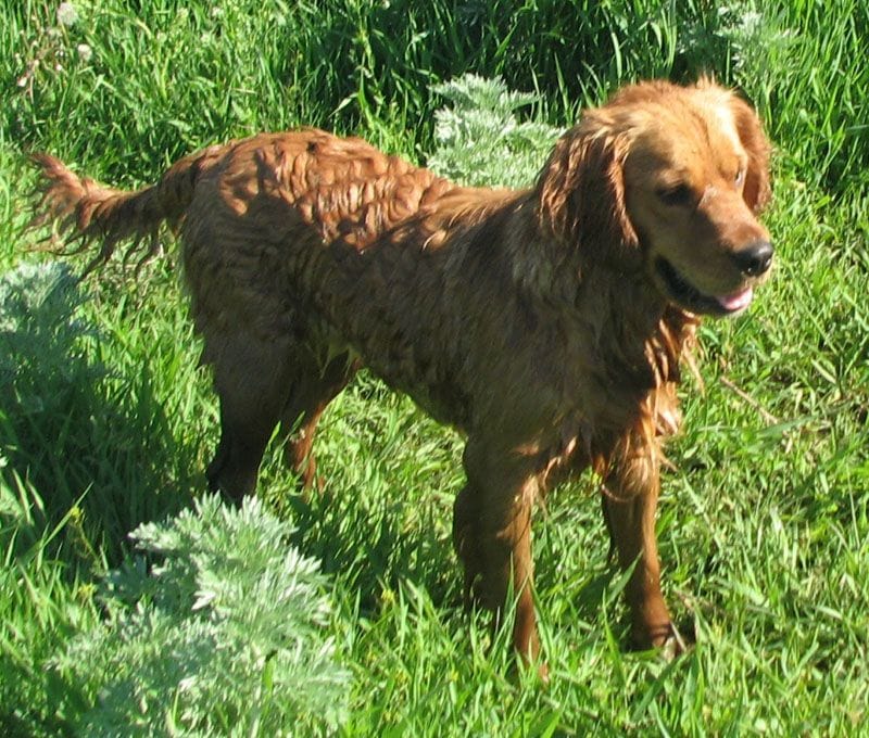 5 Facts About Dakota Sport Retrievers