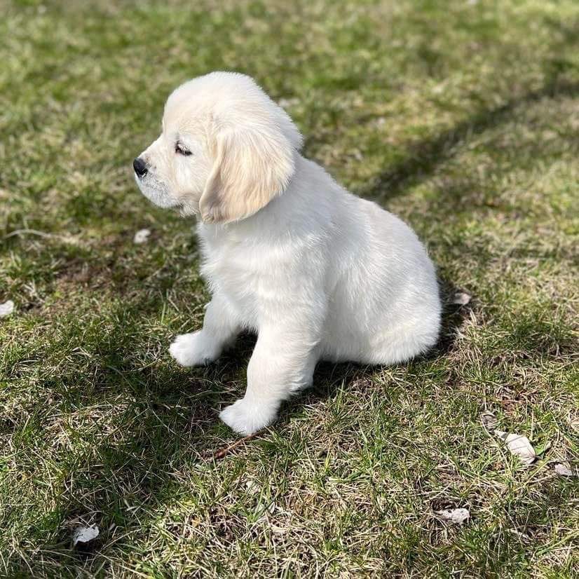 Dakota Sport Retriever Training