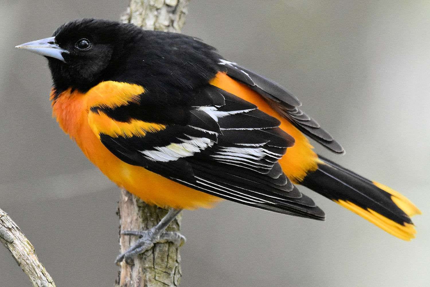 Baltimore Orioles