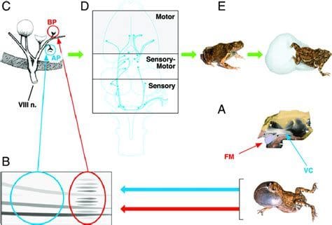 Biomechanics Communication