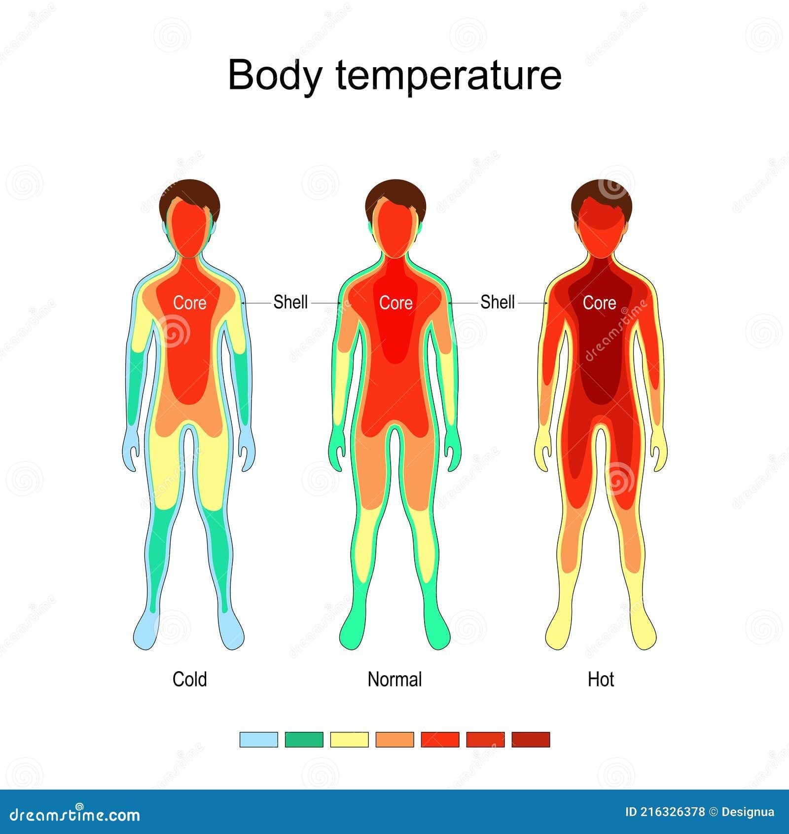 Body Temperature Regulation